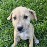 Photo of Chivas Regal 