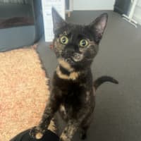 Photo of Zelda