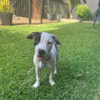 Photo of Dolly   3 Month Old American Staffy X (Trial)