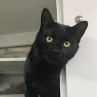 Photo of Zoot