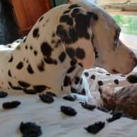 Photo of Scoot