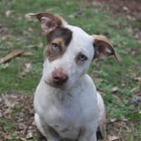Photo of Comet
