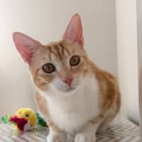 Photo of Mimosa