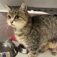Photo of Nala