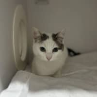 Photo of Petal