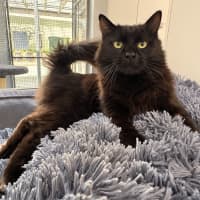 Photo of Nyx