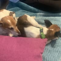 Photo of (Dot &) Dash