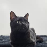 Photo of Bell