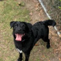 Photo of Buddy 