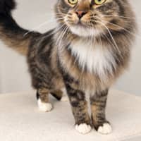 Photo of Nala