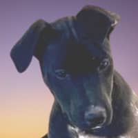 Photo of Kiri 🐶 5 Month Old Female  Mixed Breed