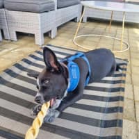 Photo of Bentley