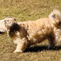 Photo of Maggie   4 Year Old Shih Tzu X
