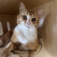 Photo of Tiger   Available Pet Quarters Morisset
