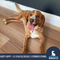 Photo of Happy   5.5 Year Old Beagle X Springer Spaniel