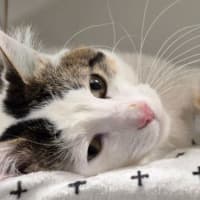 Photo of Snowy