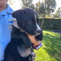 Photo of Banjo
