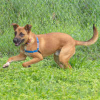 Photo of Roscoe