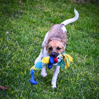 Photo of Cookie