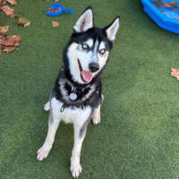 Photo of Axel