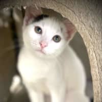 Photo of Stella