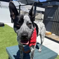 Photo of Buddy