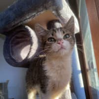 Photo of Pancake