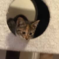 Photo of Skye