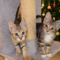 Photo of Piper (Was Penny) / Zelda (Was Molly)