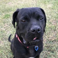 Photo of Julie *$350 Adoption Fee*