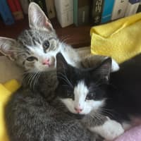 Photo of Olivia Benson & Elliot 