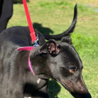 Photo of Betty Clover