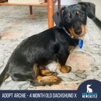 Photo of Archie   4 Month Old Dachshund X