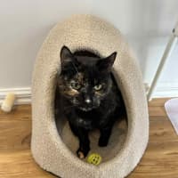 Photo of Emilia * 9 Lives Project Rescue*