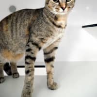 Photo of Pippa Sta015208