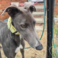 Photo of Sky The Greyhound 