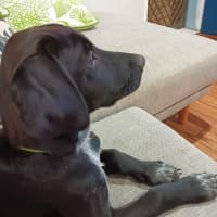 Photo of Coco