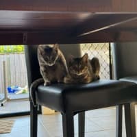 Photo of Cupcake And Muffin 