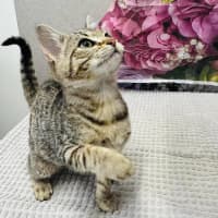 Photo of Priscilla   Located In Ashburton