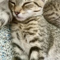 Photo of Teddy