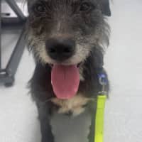 Photo of Kenny   4 Year Old Wolfhound X