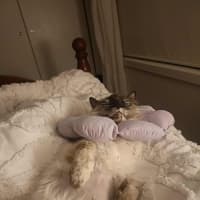 Photo of Eclair 