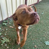 Photo of Ruby