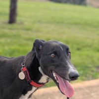 Photo of Star