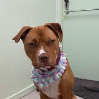 Photo of Sarge