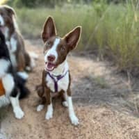 Photo of Pippi