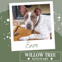 Photo of Enzo