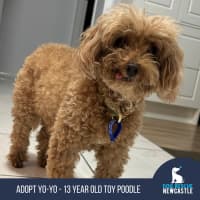 Photo of Yo Yo   13 Year Old Poodle (Trial)