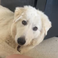 Photo of Angel