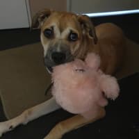 Photo of Mulan *$250 Adoption Fee*